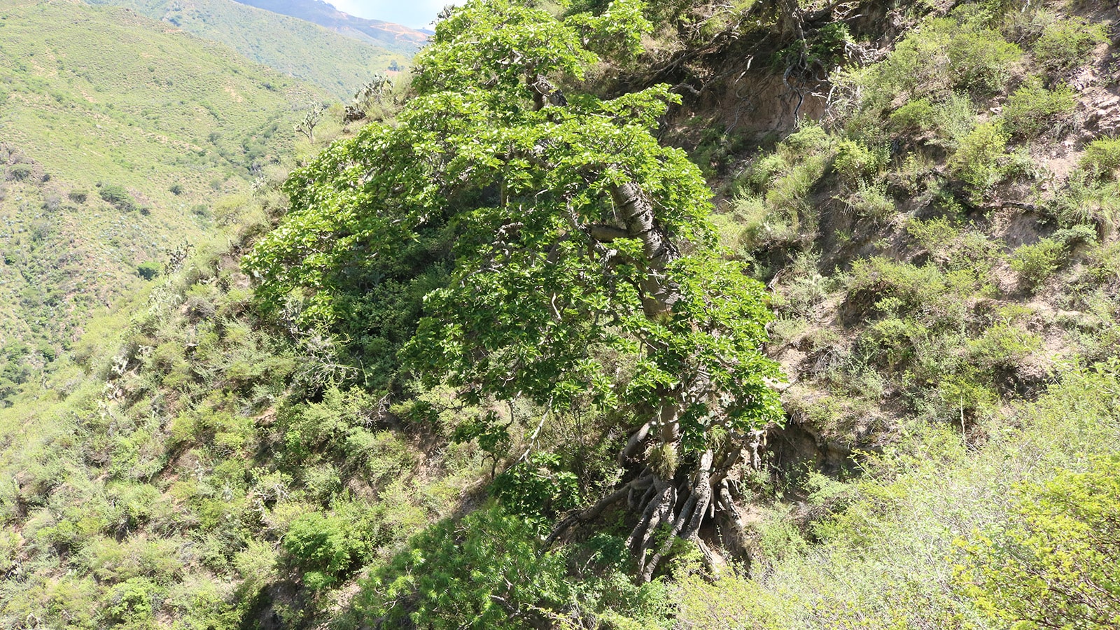Cañon del Chicamocha Ceiba Barrigona Umpala